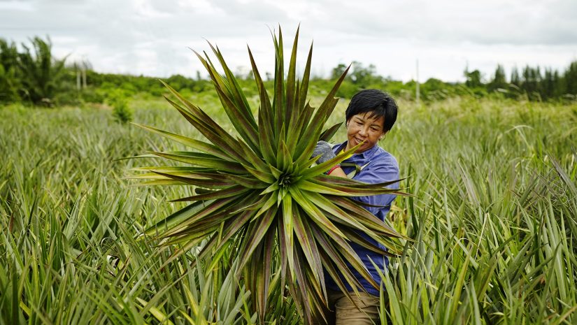 Ananas - van boer tot blik