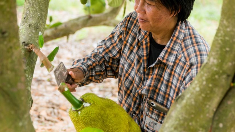 Nipalin bei der Jackfruit-Ernte