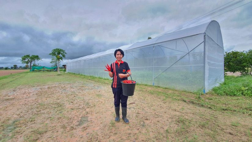 Chili-Landwirtin Khun Orachan in einem der Gewächshäuser in Thailand