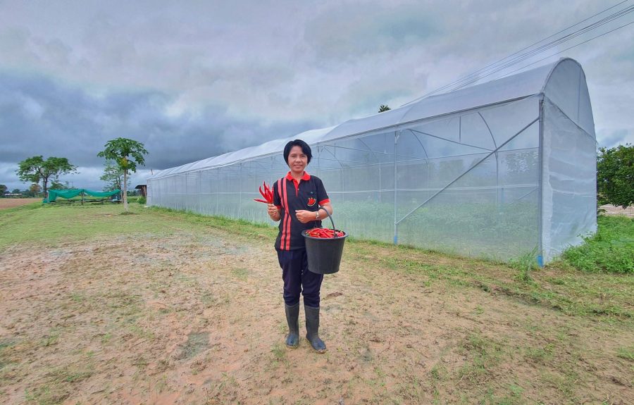 Chili-Landwirtin Khun Orachan in einem der Gewächshäuser in Thailand