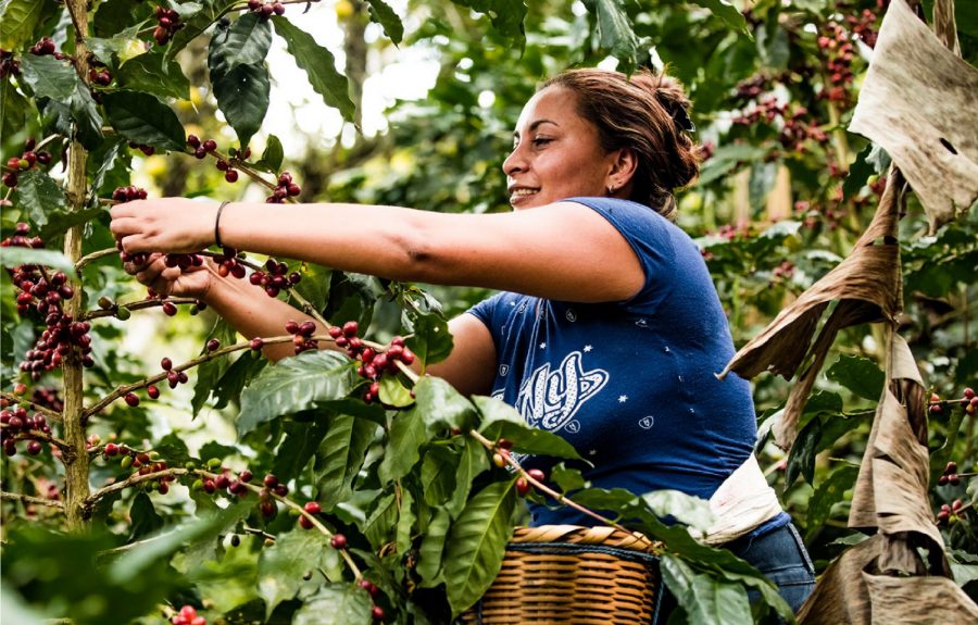 Fairtrade Original-Unsere Kaffeelandwirtin in Nicaragua