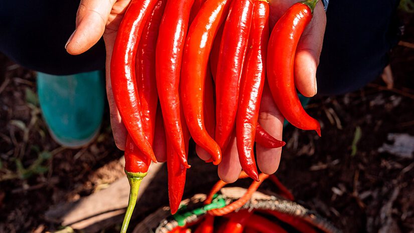 chili