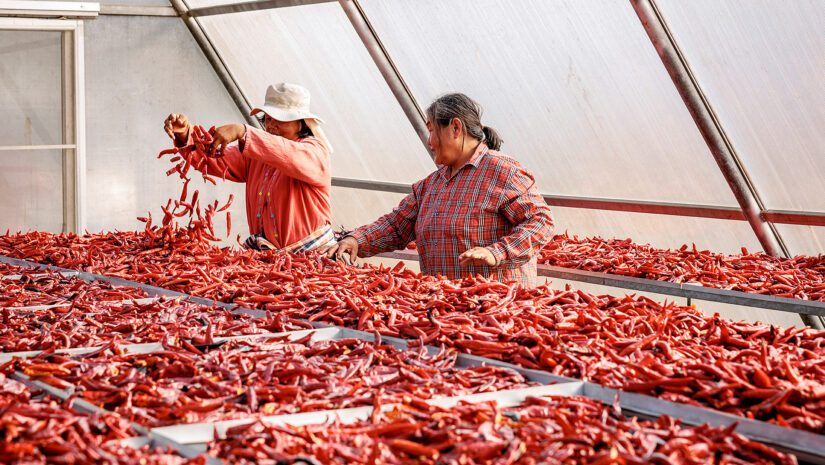 Chilis-Thailand-Sisaket-Farmer