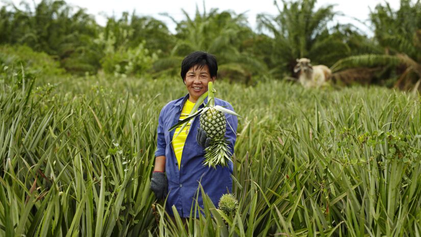 Khun Nipalin Mango farmer