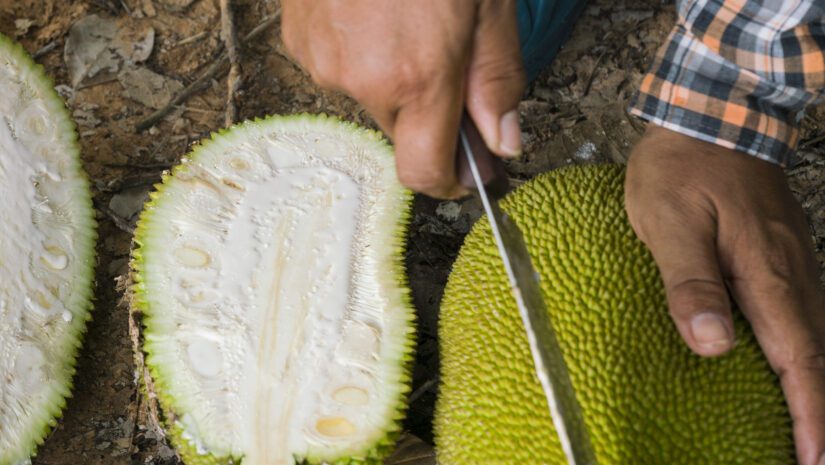 Jackfruit