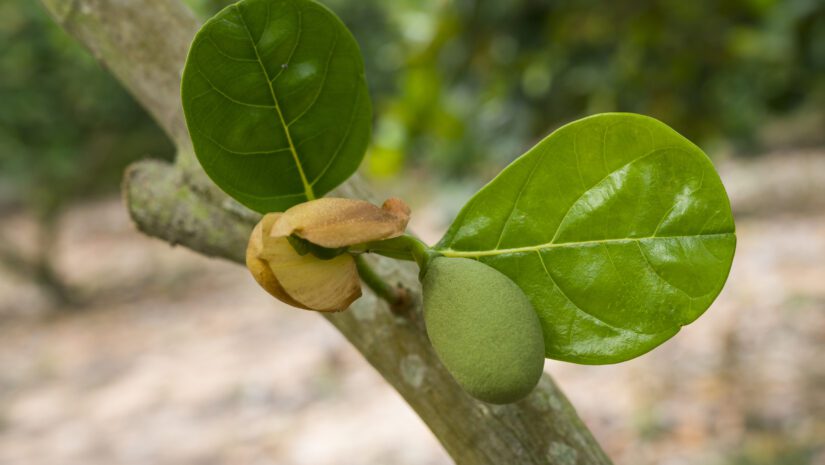 Jackfruit