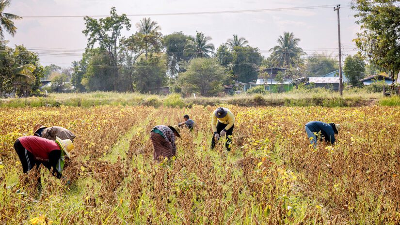 Thailand-Soy-Farmers-together