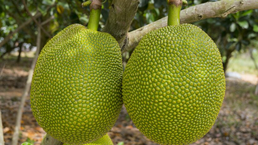 jackfruit (3)