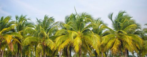 https://www.fairtradeoriginal.de/wp-content/uploads/DE/sites/2/2023/07/cocoblog-header.jpg