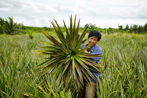 Nipalin Pineapple Farmer